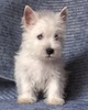 Щенок West Highland White Terrier