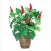 chili pepper plant