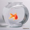 Рыбка в маленьком аквариуме