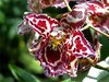 Орхидея редкой окраски