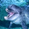 поплавать с дельфинами