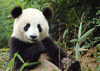панда-атрибутика