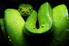 питон: Morelia viridis