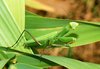 Mantis religiosa