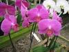орхидеи на подоконник
