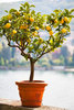Деревце лимон