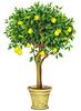 Лимонное деревце