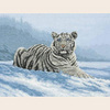 ANCHOR (Maia) 01011 "Сибирский Тигр"