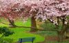 прогуляться по саду цветущей сакуры