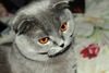 Голубого вислоухого кота