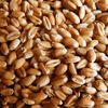 прорастить семена пшеницы