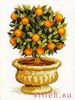 апельсиновое или мандариновое дерево