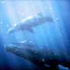 поплавать с китами