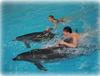 Поплавать в дельфинами