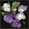 Brunfelsia australis