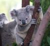 Погладить коалу в национальном парке Cohunu Coala (Австралия)