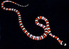 Lampropeltis pyromelana