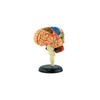 3D Пазл «Мозг человека»