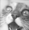 Шоколад. Самый уже любой. И еще пиццу. Тоже уже почти любую. И лимонад  зеленый. А, еще хочу мармеладных медведиков. И пирожок с