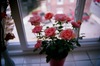 Small roses in a pot