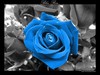 Голубая роза