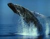 увидеть вживую кита, в естесственных условиях