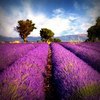 PROVENCE