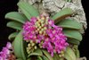 орхидея Schoenorchis fragrans