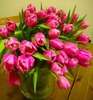 букет белых или розовых тюльпанов