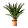 CYCAS REVOLUTA (типа пальма)