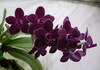 тёмно-малиновую орхидею