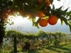 Apels&#299;nu ziedu &#363;dens (Citrus aurantium) - 125 ml