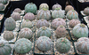 Euphorbia obesa