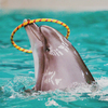 dolphinarium