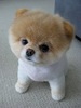 Pomeranian puppie