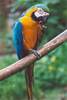 Photo with a big gorgeous parrot