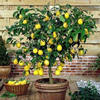 лимонное дерево
