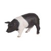 Black and White Sow