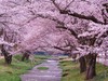 Япония на цветение сакуры