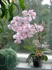 Нежно-бело-розовая орхидея.