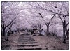 прогуляться по парку в японии во время цветения сакуры