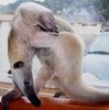 Tamandua