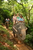 Elephant , tiger safari for enimals watching , Afrika , India, Australia