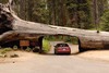 побывать в sequoia national park