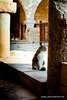 Посетить кошачий монастырь на Кипре