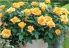 комнатная желтая роза