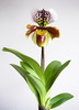 орхидея башмачок