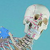 миниатюрная анатомическая модель скелета человека «Поль»