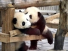 поцеловать панду