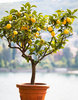 Лимонное дерево дома